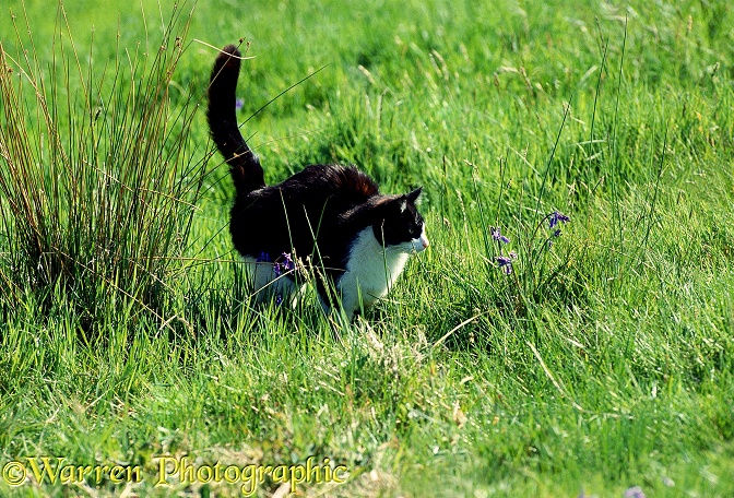 Black-and-white male cat, spraying (scent-marking with urine)