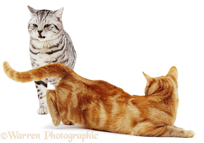 Silver Tabby Cat, flehming. Ginger female in lordosis (mating posture), white background