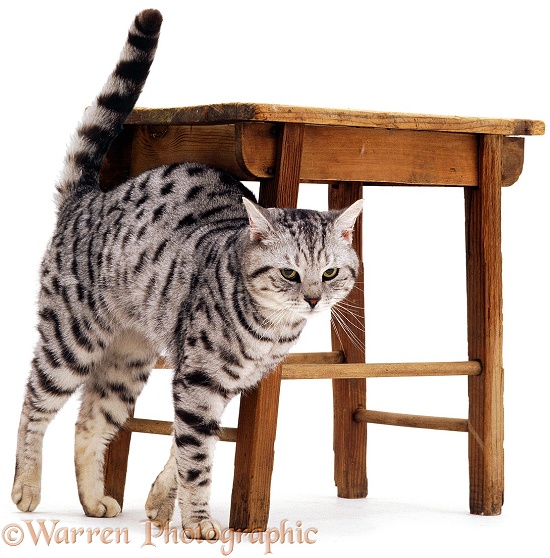 Silver tabby cat, Zorro, rubbing against stool, white background