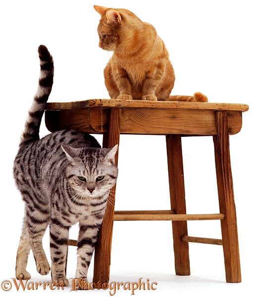 Silver Tabby cat, Zorro, rubbing against stool in preparation for spraying (scent-marking with urine), white background