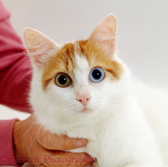Odd-eyed female Turkish Van cat, white background