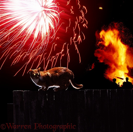 A cat frightened by a firework display