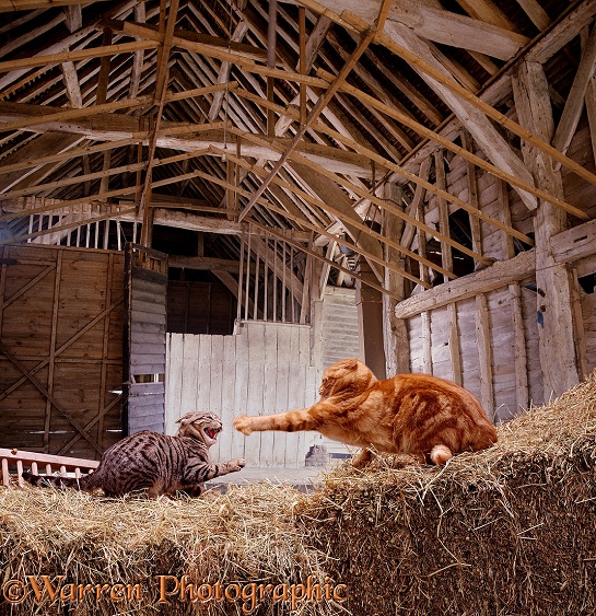 Pictures Of Cats Fighting. of farmyard cats fighting
