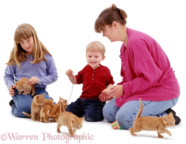 Ginger kittens, introduced to children, Joshua (2) and Sade (10), white background