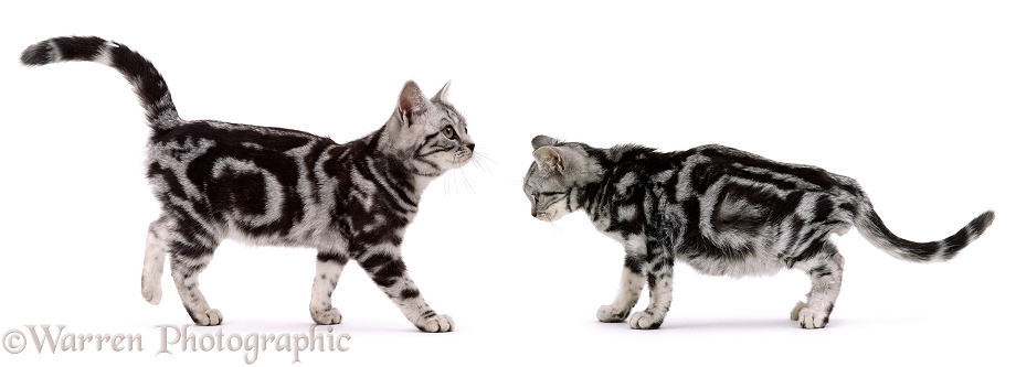 Healthy (left) and Sick (right) Silver Tabby kitten siblings. (Feline Infectious Peritonitis), white background