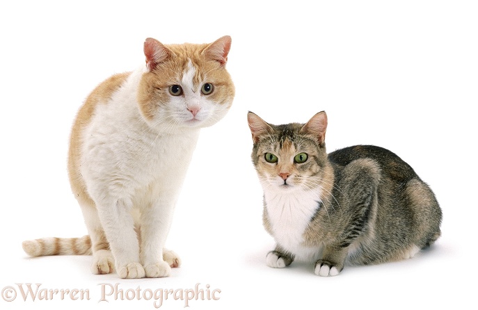 Male cat Butch and female cat Pansy, white background