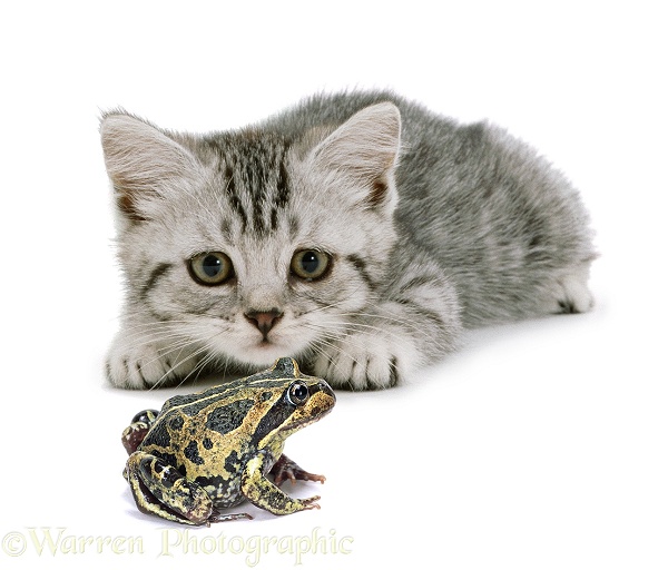 Silver spotted tabby kitten, 8 weeks old, about to pounce a banjo frog, white background