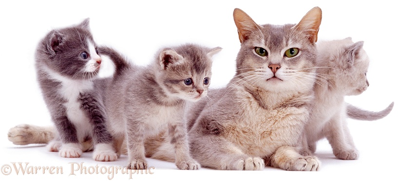 A mother cat, Bella, and her kittens, white background