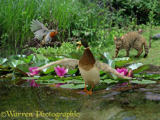 Cat stalking a robin and duck who are too busy arguing to notice