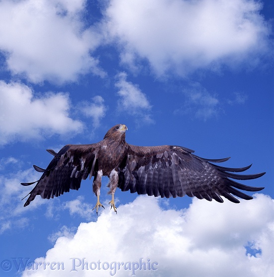 Black Kite (Milvus migrans) taking off
