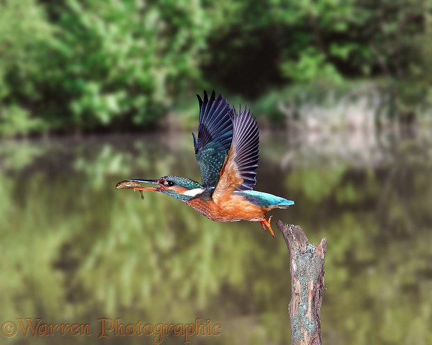 Kingfisher (Alcedo atthis) taking off with three-spined stickleback