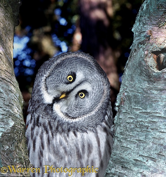 Great Grey Owl (Strix nebulosa) peering from fork in birch tree