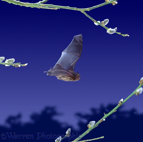 Pipistrelle Bat (Pipistrellus pipistrellus) flying among willow catkins.  Europe
