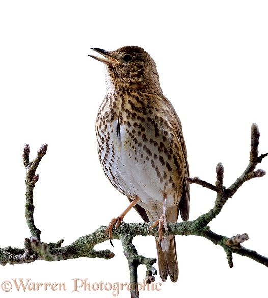 Song Thrush (Turdus philomelos) singing in early spring, white background