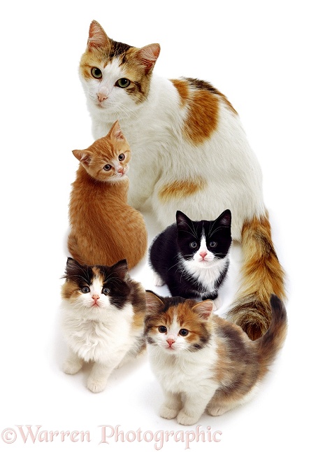 Tortoiseshell-and-white mother cat, Alexandria, and her 4 Highlander kittens, white background