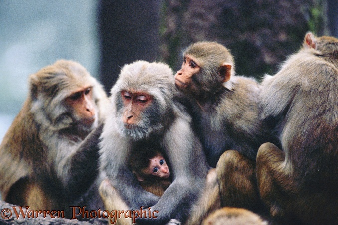 A family of Rhesus Macaques (Macaca mulatta) groom each other.  India & Southeast Asia