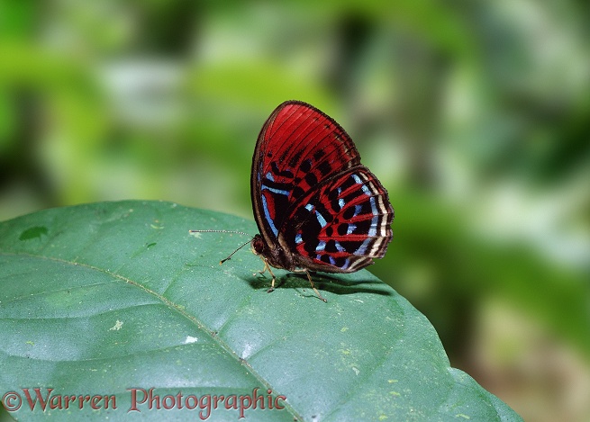 Malay Red Harlequin Butterfly (Paralaxitta orphua).  Peninsula Malaysia, Sumatra, Borneo
