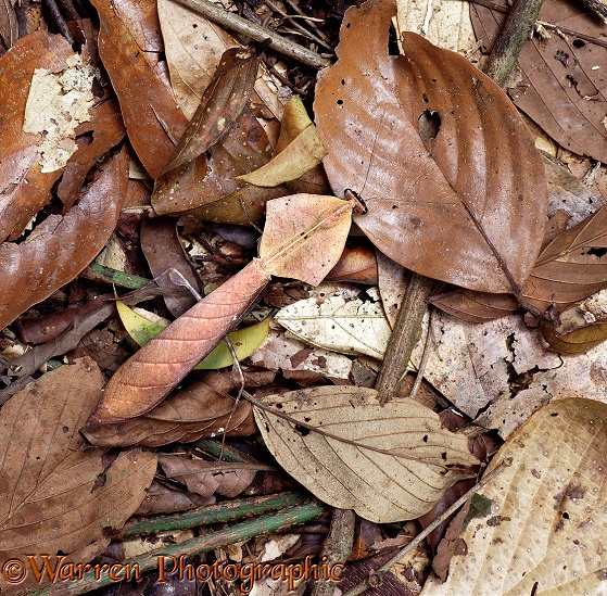 Camouflaged leafy mantis on the rainforest ground with leaf-litter.  Borneo