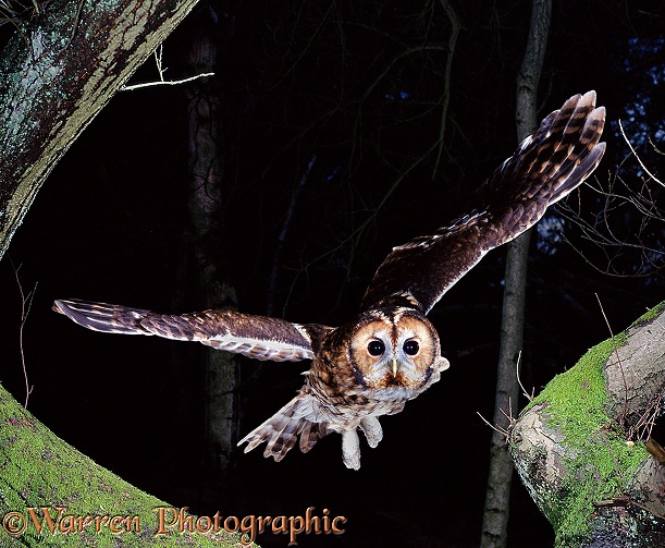 Tawny Owl (Strix aluco) flying from a chestnut tree