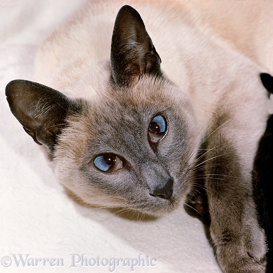 Siamese cat showing third eyelids (known as haws or nictitating membranes), white background