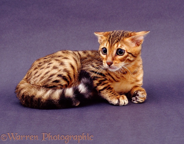 Very timid Brown Spotted Bengal cat, ears back