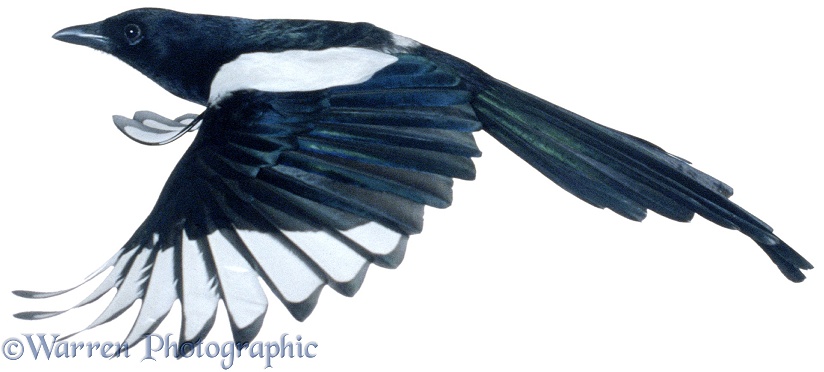 Magpie (Pica pica) in flight, white background