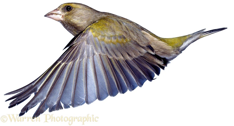 Greenfinch (Carduelis chloris) female, soon after take-off.  Europe, white background