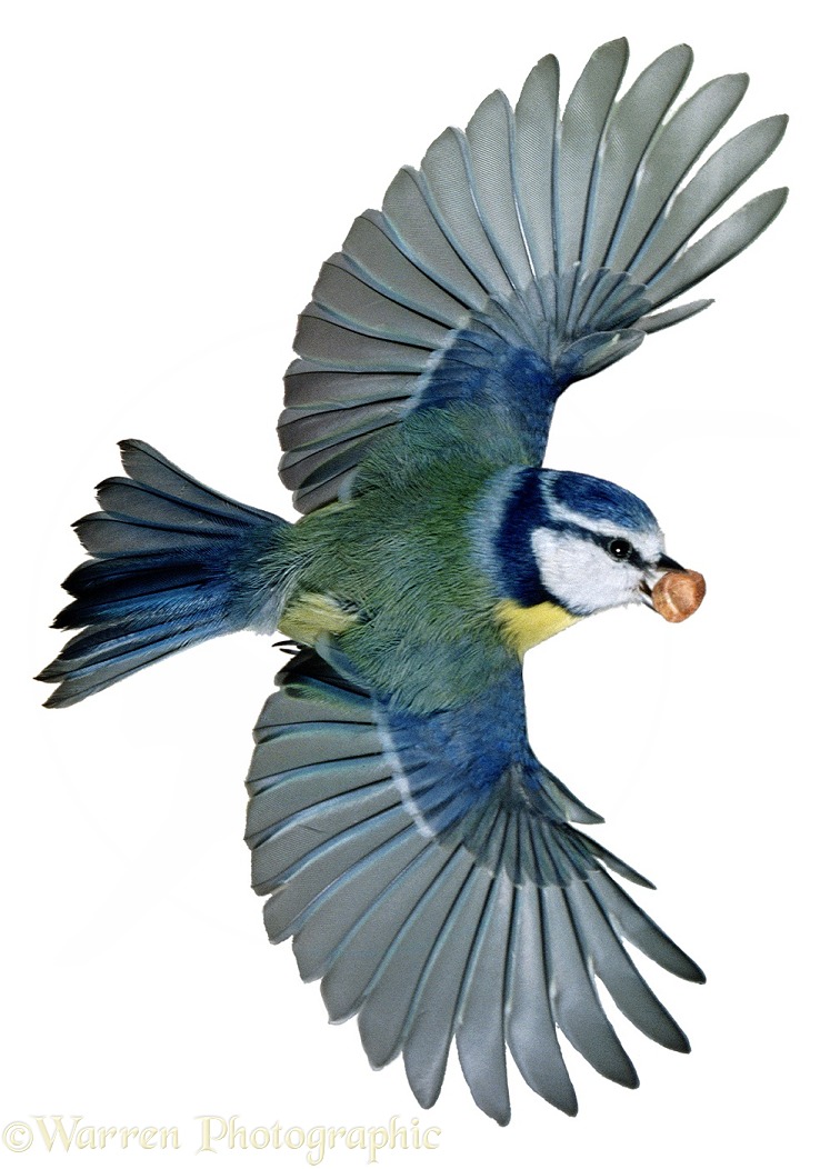 Blue Tit (Parus caeruleus) flying off with a peanut, white background
