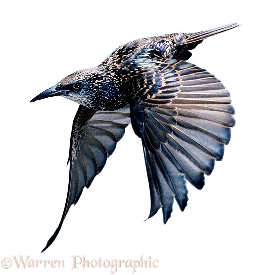 Starling (Sturnus vulgaris) in flight, white background