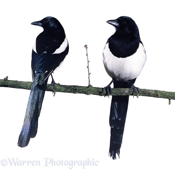 A pair of Magpies (Pica pica), perched, white background