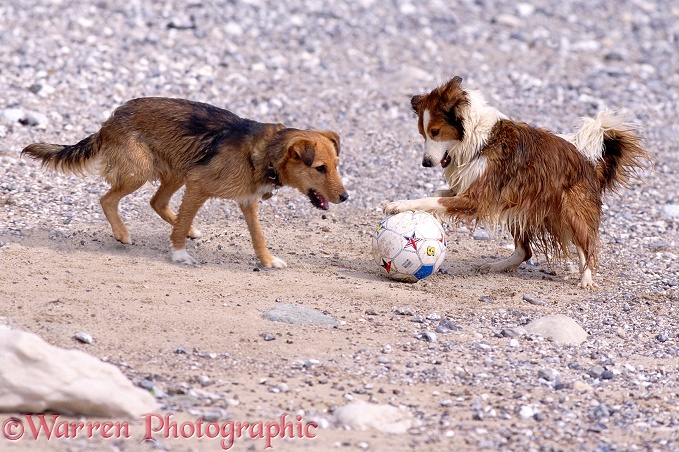 Lakeland Terrier x Border Collie, Bess, and Border Collie, Lark, playing with a ball on the beach
