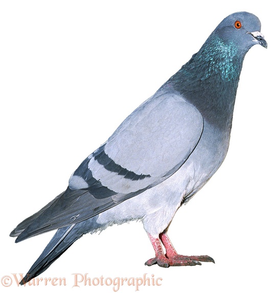 Street Pigeon (Columba livia) blue bar colour variant, white background