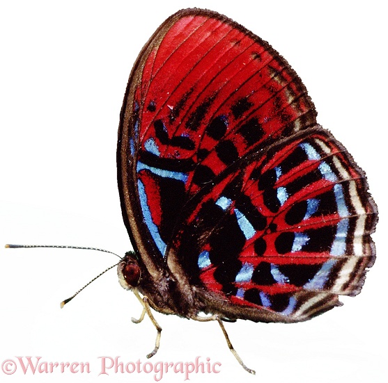 Malay Red Harlequin Butterfly (Paralaxitta orphua).  Peninsula Malaysia, Sumatra, Borneo, white background