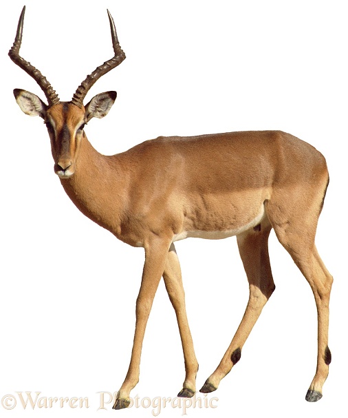 Impala (Aepyceros melampus) ram.  Africa, white background