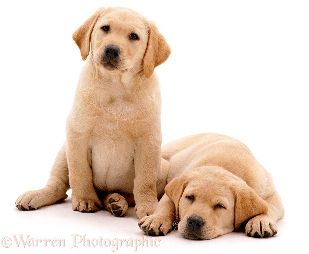 Two Yellow Labrador Retriever pups. 9 weeks old, white background