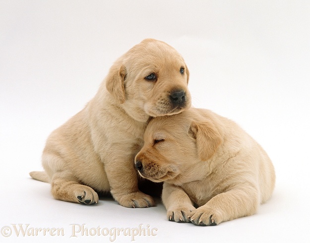 Two Yellow Labrador Retriever pups. 3 weeks old, white background