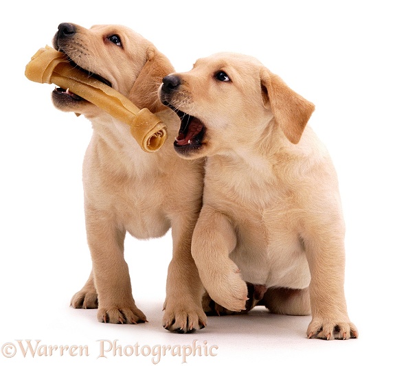 Two Yellow Labrador Retriever pups, 7 weeks old, with rawhide bone chew, white background