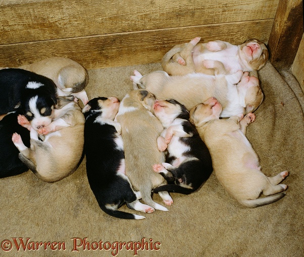 Sable and tricolour Border Collie puppies asleep. 12 days old