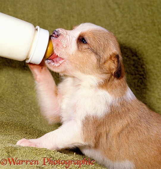 Border Collie pup, Fan, one of a large litter, being bottle fed to supplement the mother's milk. 19 days old