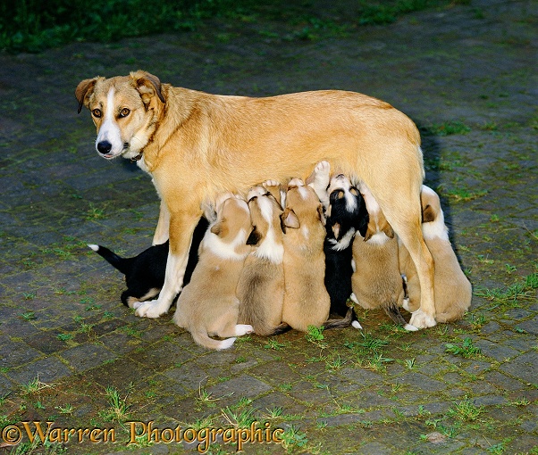 Sable Working Sheepdog (Border Collie) bitch, Honey, suckling her pups while standing. Pups 32 days old