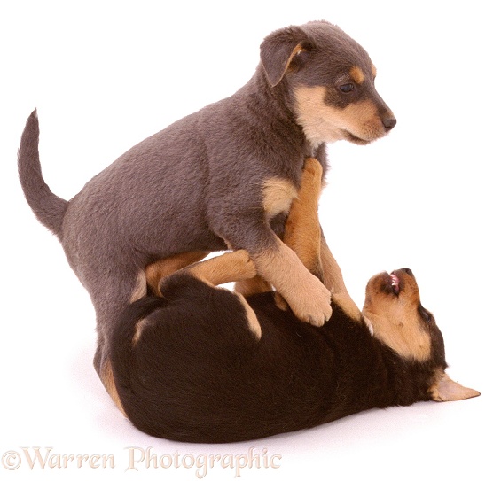 Lakeland Terrier x Border Collie pups, Gyp and Lottie, 6 weeks old, scrapping, white background