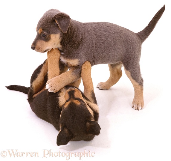 Lakeland Terrier x Border Collie pups, Gyp and Lottie, 6 weeks old, scrapping, white background