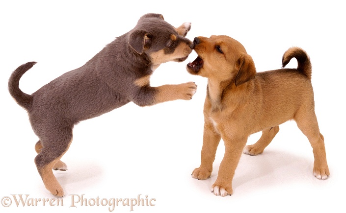 Lakeland Terrier x Border Collie pups, Gyp and Joker, scrapping. 6 weeks old, white background