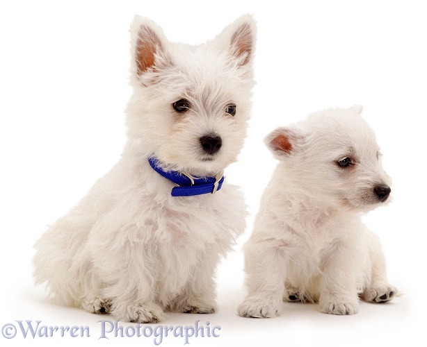West Highland White Terrier puppies, 6 and 8 weeks old, white background