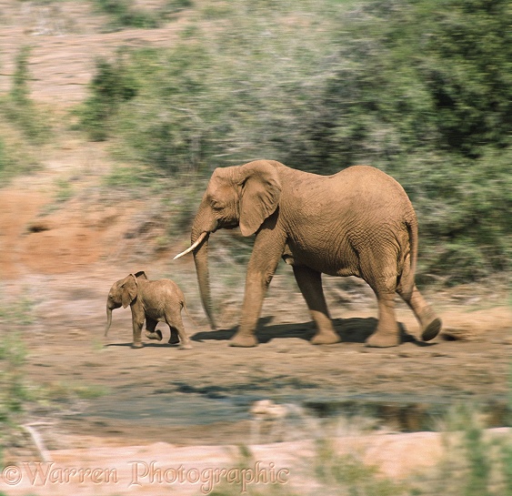 A mother African Elephant (Loxodonta africana) and her baby hurry along