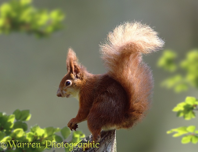 Red Squirrel (Sciurus vulgaris).  Europe