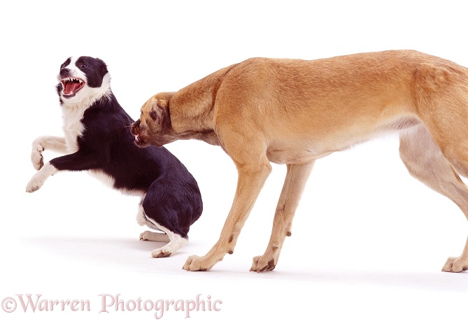 Lurcher, Tansy, snapping at Border Collie, Fly, white background