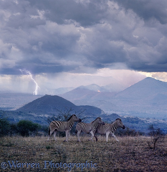 Lightning starts a bush fire and worries some Common Zebras (Equus burchelli).  East Africa