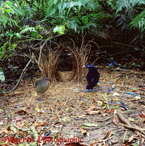 A male Satin Bowerbird (Ptilonorhynchus violaceus) displays with a snail shell to a female.  Australia