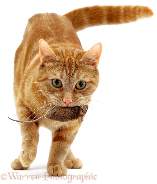 Ginger cat, Lucky, bringing a captured mouse for her kittens, white background